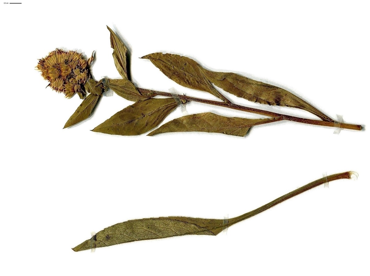 Solidago virgaurea subsp. minuta (Asteraceae)